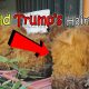DONALD TRUMP’S HAIR in BINONDO?!! | Vlog #11