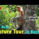 THE BEST NATURE TOUR EVER! (SABAH, BORNEO) | June 27th, 2017 | Vlog #152