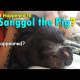 What Happened to SANGGOL THE PIG? | June 12th, 2017 | Vlog #138