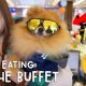 DOGS EATING AT A BUFFET? | Vlog #177