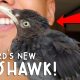 WOW! MY BIRD’S NEW MOHAWK! | Vlog #209