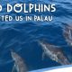 OMG! WILD DOLPHINS GREETED US in PALAU!