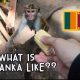 WHAT IS SRI LANKA LIKE? – MONKEYS GALORE! | Vlog #96
