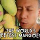 WHERE THE SWEETEST MANGOES IN THE WORLD ARE GROWN (GUIMARAS, PHILIPPINES) | Vlog #87