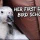 BIRD SCHOOL FOR MY BABY PARROT! | Vlog #224