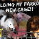 BUILDING MY PARROT’S NEW CAGE! | Vlog #231