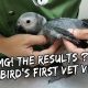 MY BABY BIRD’S FIRST VET VISIT! | Vlog #229