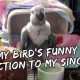 MY BABY BIRD’S FUNNY REACTION TO MY SINGING! | Vlog #232