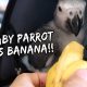 MY BABY PARROT GOES BANANAS FOR BANANAS! | Vlog #228