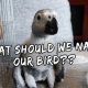 VOTE: WHAT SHOULD WE NAME OUR NEW BIRD? | Vlog #225