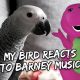 My Bird Reacts to Barney | Vlog #259