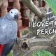 My Bird Reacts to a Tree for the First Time | Vlog #254