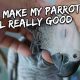 How I Make My Parrot Feel Really Good | Vlog #286
