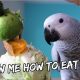 How My Bird Learns From Example – So Smart | Vlog #292