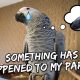 I’m Scared For My Bird (Worst Nightmare Come True) | Vlog #280