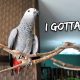 My Bird is Finally Potty-Trained | Vlog #282