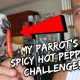 My Parrot’s “Spicy Hot Pepper” Challenge – very surprising reaction | Vlog #278
