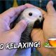 What herbal tea did to my parrot – surprising effects | Vlog #290