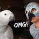 African Grey Parrot Reacts to African Grey Costume | Vlog #301