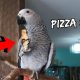 #AfricanGrey #parrot #pets I’m Spoiling My Bird Too Much | Vlog #307
