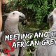 My African Grey Meets Another African Grey Parrot | Vlog #311