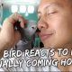 My Bird’s Reaction to My Return Home | Vlog #327