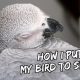 How I Put My Bird to Sleep | Vlog #375
