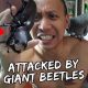 I Got Attacked By Giant Beetles | Vlog #368