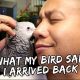 What My Bird Said When I Arrived Back Home | Vlog #359