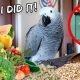Yay! My Bird is Finally Weaned! | Vlog #336