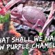What Shall We Name My NEW PURPLE CHAMELEON? | Vlog #406