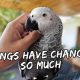 What Happened to My African Grey Parrot | Vlog #485