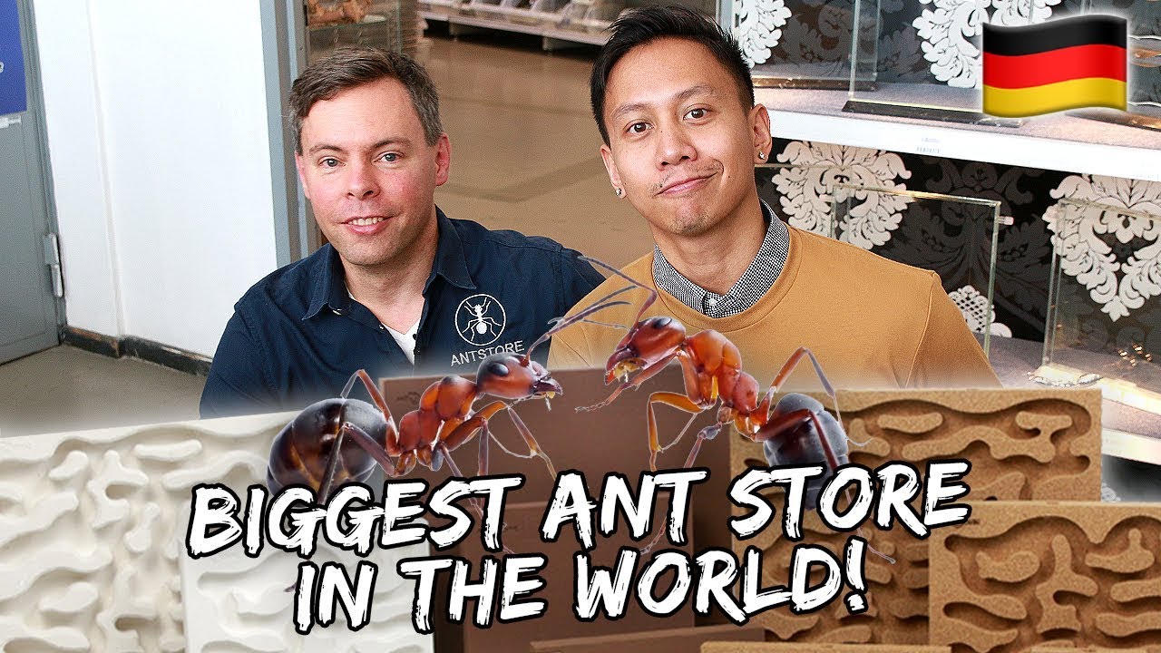 AntsCanada – Mikey Bustos Videos