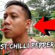 Biting the Spiciest Chilli Pepper Right Off The Plant | Vlog #585