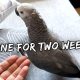 My Bird’s Surprising Reaction to Coming Home After 2 Weeks | Vlog #575