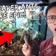 My Pet Weaver Ants Are Epic | Vlog #577