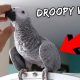 Why My Parrot Is Starting to Bite Me | Vlog #587