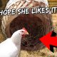 Giving Our Chicken Her First Nest | Vlog #671