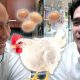 Our Big Chicken Debate – TO EAT or NOT TO EAT | Vlog #663
