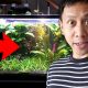 Tour of My Tropical Planted Community Fish Tank | Vlog #668
