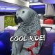 My Bird’s First Ride In Our New Van Bus | Vlog #681