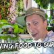 GROWING FOOD INDOORS – Surviving HOME QUARANTINE CoVID19 | Vlog #790