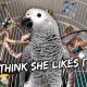 My Parrot’s Reaction To Her New Cage Design | Vlog #840
