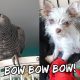 How My Bird Changed After Getting Our New Puppy | Vlog #894