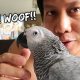 OMG! My Parrot Learned to Bark Like My Dog | Vlog #903