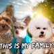 Discovering The Interesting History of My Dog’s Lineage | Vlog #911