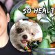 How I Prepare My Puppy’s Healthy Meals | Vlog #919