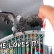 My Bird Loves To Bathe In Bird Tea | Vlog #916