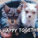 My Puppy Spends The Day With His Twin Brother | Vlog #926