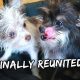 My Puppy’s SURPRISE REUNION With His Twin Brother | Vlog #925
